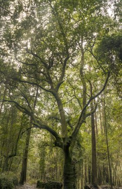 İspanya'nın kuzeyindeki ormandaki ağaçlar.
