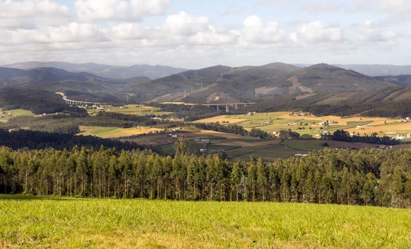 Árboles Bosque Del Norte España — Foto de Stock