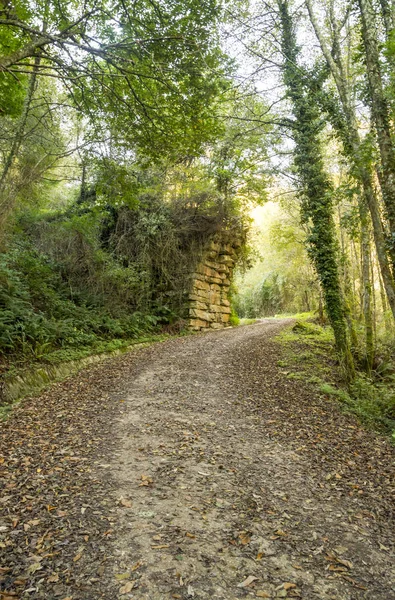 Árvores Floresta Norte Espanha — Fotografia de Stock