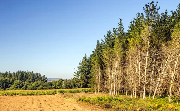 Árvores Floresta Norte Espanha — Fotografia de Stock