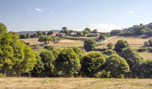 Bomen Het Bos Van Het Noorden Van Spanje — Stockfoto