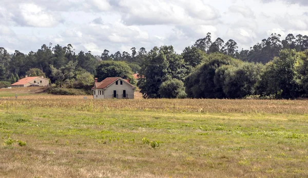 Árboles Bosque Del Norte España — Foto de Stock