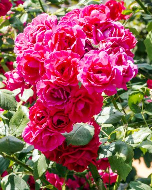 Bulanıklık arka plan ile çevrili bir bahçede kırmızı çiçekler