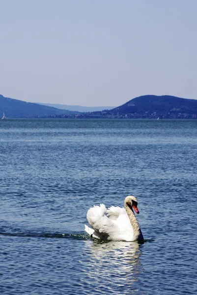 Patos Lago Balatonlelle Día Soleado — Foto de Stock