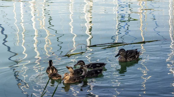 Kaczki Jeziorze Balatonlelle Słoneczny Dzień — Zdjęcie stockowe