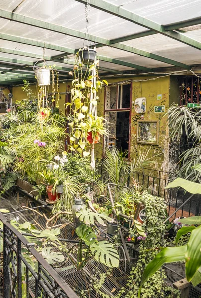 Indoor garden in a bar of Budapest.