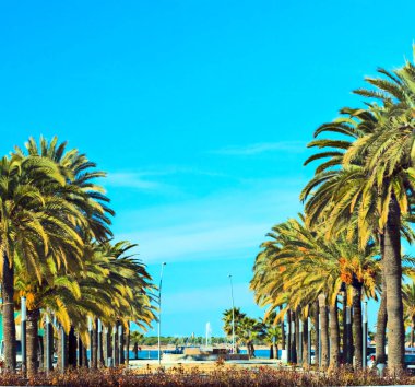 Palmiye kaplı mesire denize lider ile kat 