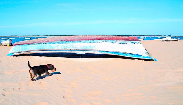 Dog near a boat in the sand of the sea in a sunny day