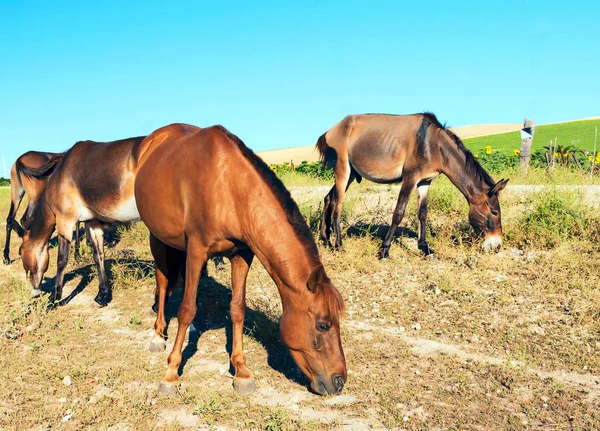 Several horses eating with a field of sunflowers with vanes at t — Stock Photo, Image
