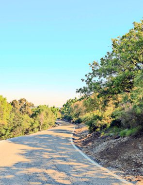 Bitki örtüsü ile çevrili kırsal yol 