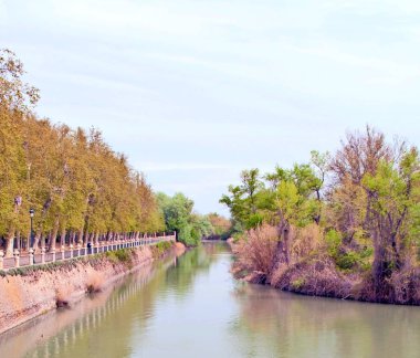 ördekler ile Tagus Nehri 