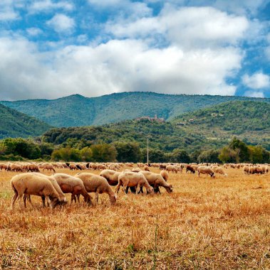 Pireneler dağlarındaki tarlalar