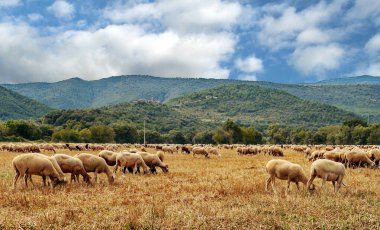 Pireneler dağlarındaki tarlalar