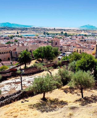 Extremadura tarlalarında zeytin ağaçları