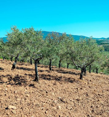 Extremadura tarlalarında zeytin ağaçları