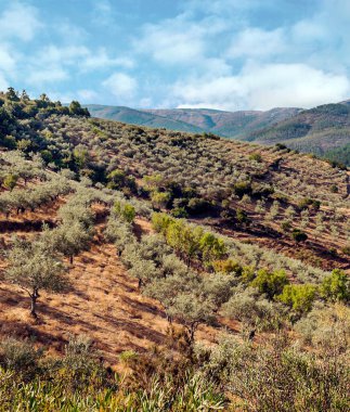 Extremadura tarlalarında zeytin ağaçları