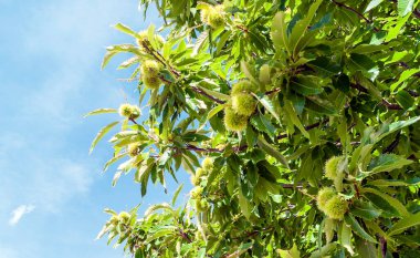 Kestane mavi gökyüzü ile çevrili