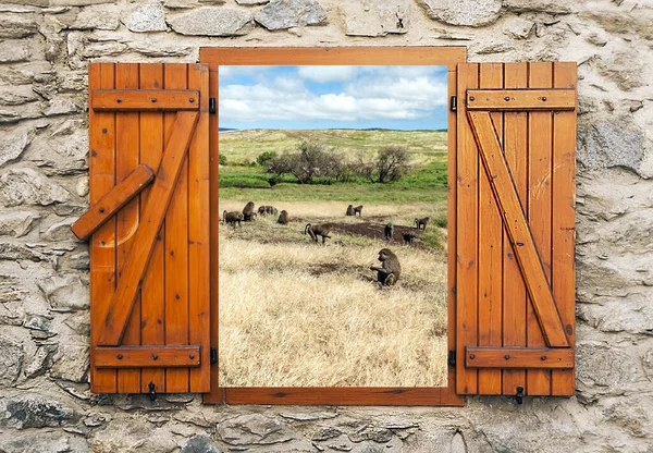 León Hierba Kenia Punto Vista Desde Ventana Una Fachada —  Fotos de Stock