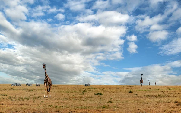 Girafes Dans Jungle Kenya Sous Ciel Nuageux — Photo