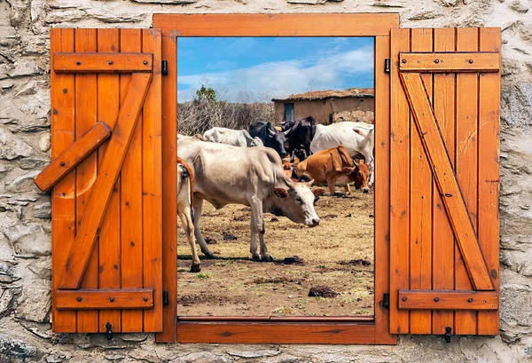 Vacas Una Aldea Masai Kenia Punto Vista Desde Ventana Madera —  Fotos de Stock