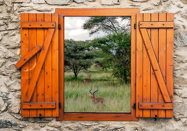 Bulutlu Bir Günde Çayırlarda Kenya Dan Gelen Asyalar Ahşap Pencereden — Stok fotoğraf