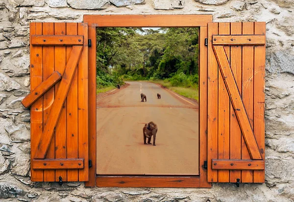 Jirafas Sabana Tanzania Día Soleado Punto Vista Desde Ventana —  Fotos de Stock