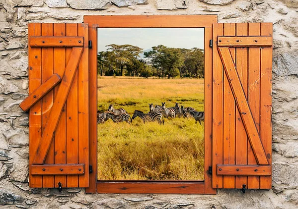 Cebra Sabana Tanzania Punto Vista Desde Ventana —  Fotos de Stock