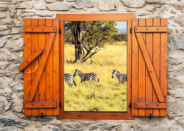 Zebra Tanzanya Savanasında Ispiyonculuk Yapıyor Pencereden Bir Bakış Açısı — Stok fotoğraf