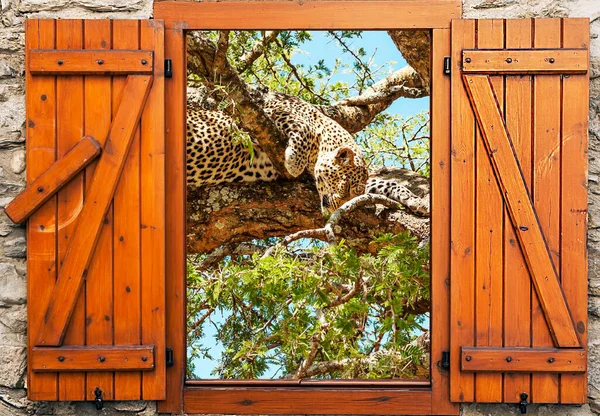 Leopardo Las Ramas Árbol Sabana Tanzania Punto Vista Desde Ventana —  Fotos de Stock