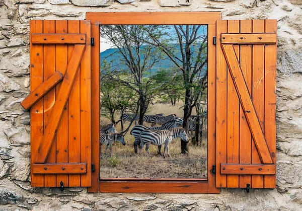 Zebra Grassing Tanzania Savannah Its Point View Window — Stock Photo, Image