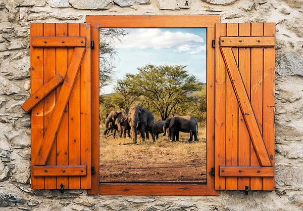 Elefante Sabana Tanzania Punto Vista Desde Ventana —  Fotos de Stock