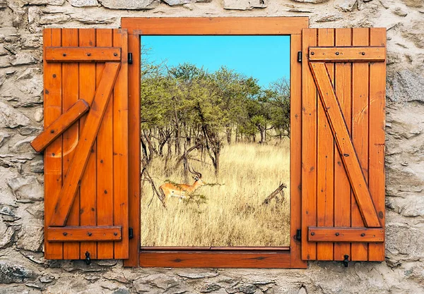 Gacelas Las Praderas Con Acacias Tanzania Día Soleado Punto Vista —  Fotos de Stock