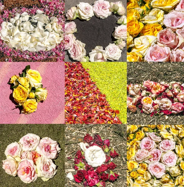 Collage Con Flores Pétalos Jardín — Foto de Stock