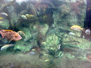 Atlantik okyanusunda suyun altında balıklar