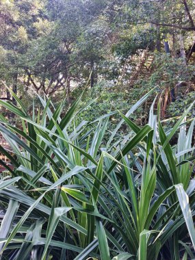 Kanarya adasının kuzeyinde bulutlu bir günde tropik bir bahçe