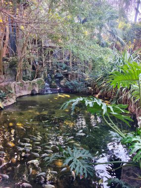 Kanarya adasının kuzeyinde bulutlu bir günde tropik bir bahçe