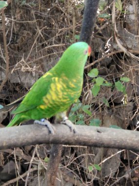 Güneşli bir günde Tropikal bahçede bir kuş