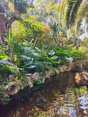 Kanarya adasının kuzeyinde bulutlu bir günde tropik bir bahçe
