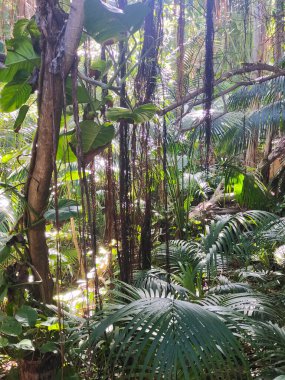 Kanarya adasının kuzeyinde bulutlu bir günde tropik bir bahçe