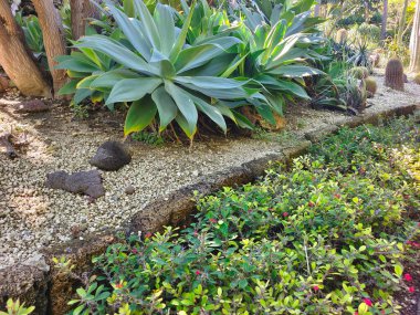 Kanarya adasının kuzeyinde bulutlu bir günde tropik bir bahçe