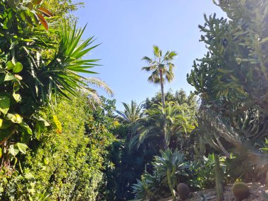 Kanarya adasının kuzeyinde bulutlu bir günde tropik bir bahçe