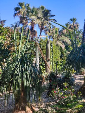 Kanarya adasının kuzeyinde bulutlu bir günde tropik bir bahçe