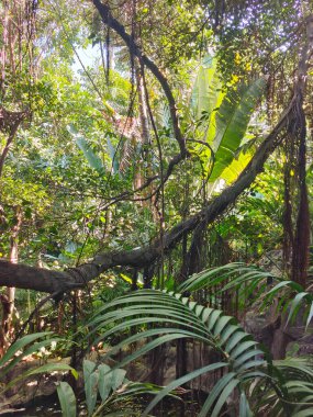 Kanarya adasının kuzeyinde bulutlu bir günde tropik bir bahçe