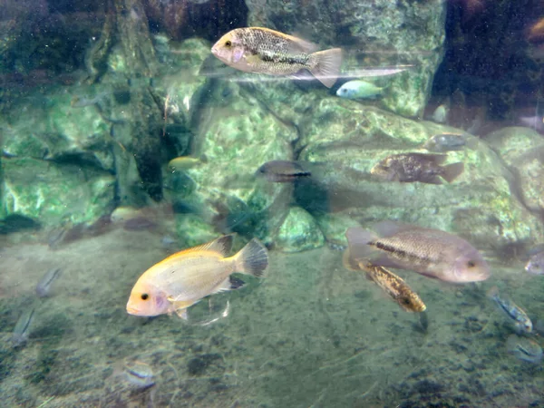 Atlantik okyanusunda suyun altında balıklar