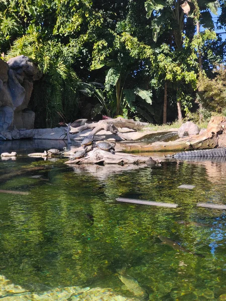 Kanarya adasının kuzeyinde bulutlu bir günde tropik bir bahçe