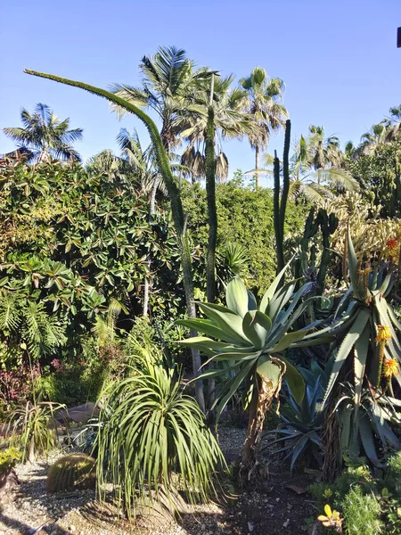 Kanarya adasının kuzeyinde bulutlu bir günde tropik bir bahçe