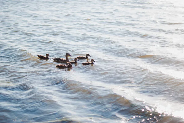 Ördekler dalgalar sörf