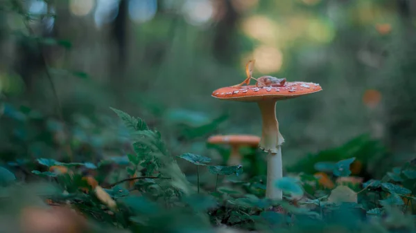 Cogumelos Floresta Outono — Fotografia de Stock