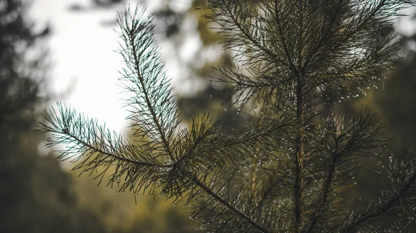  İğne yapraklı orman yağmur