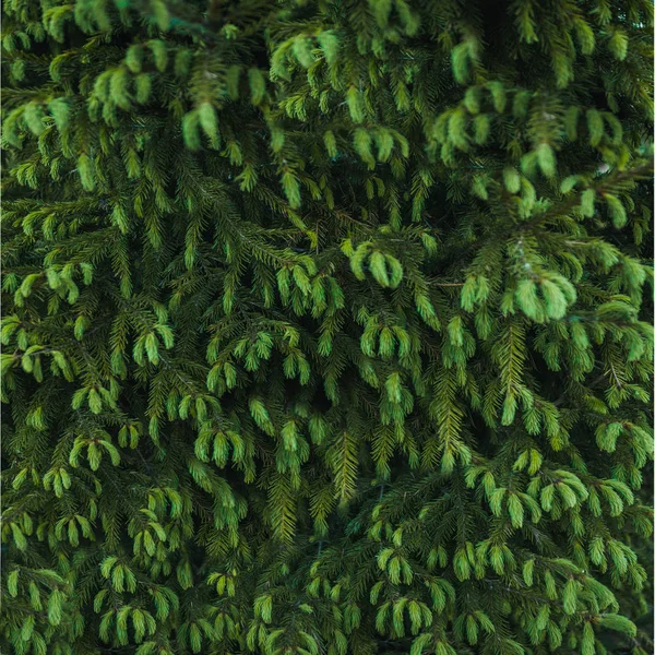 Green Tree Wall Background — Stock Photo, Image